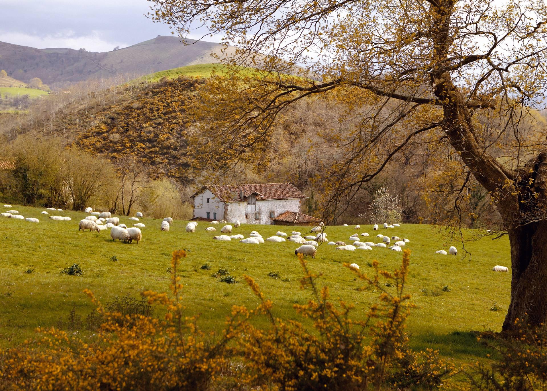 Paisaje con ovejas en el pueblo de Arizkun